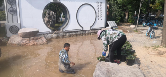 滿(mǎn)園池栽種睡蓮